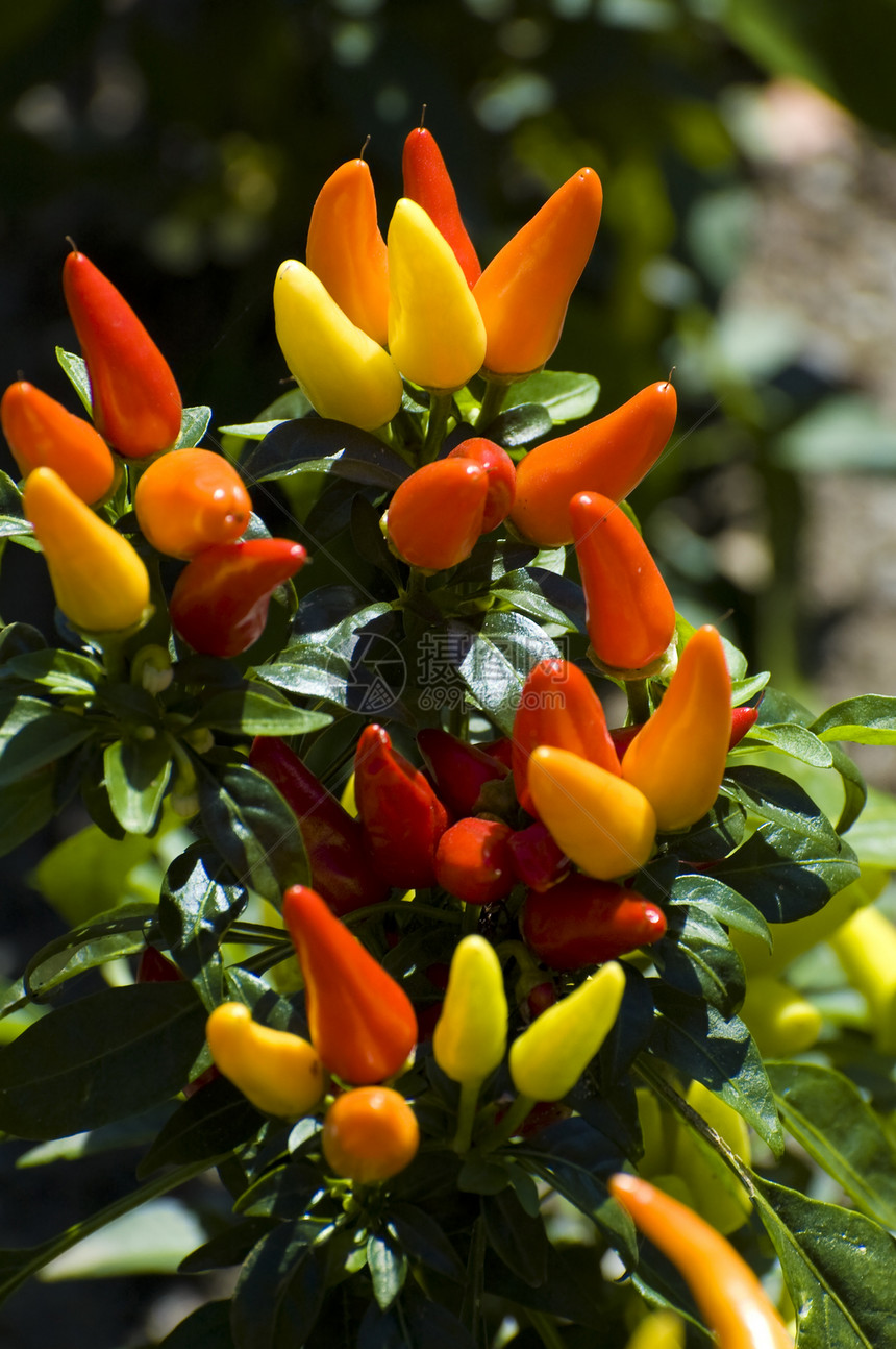 彩色胡椒叶子食物辣椒蔬菜红色阳光植物绿色黄色橙子图片