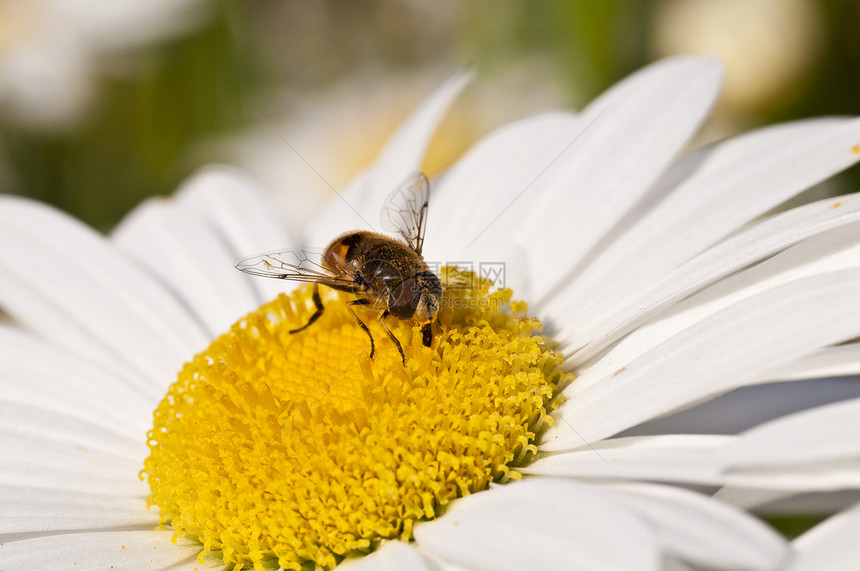 蜜蜂雏菊草地活力白色植物昆虫花园洋甘菊植物学野生动物图片