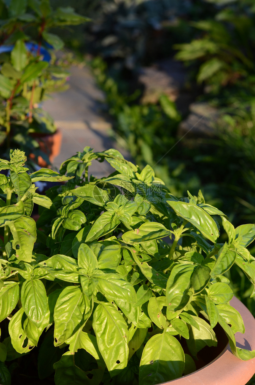 巴锡花园草本植物树叶厨房草药植物群地面叶子植被绿色图片