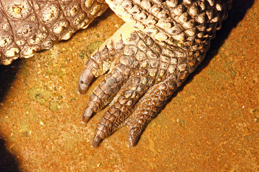 鳄鱼腿动物动物群图片