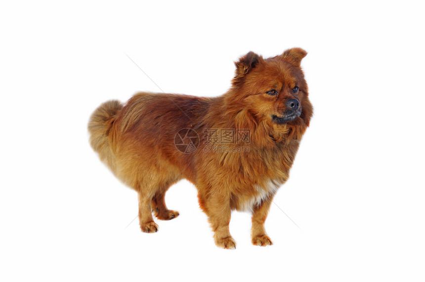 棕色狗狗家畜头发红色舌头白色朋友小狗哺乳动物眼睛动物图片