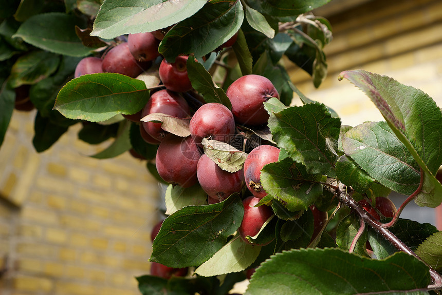 分支上的红苹果植物饮食水果叶子维生素生长苹果树食物园艺果园图片