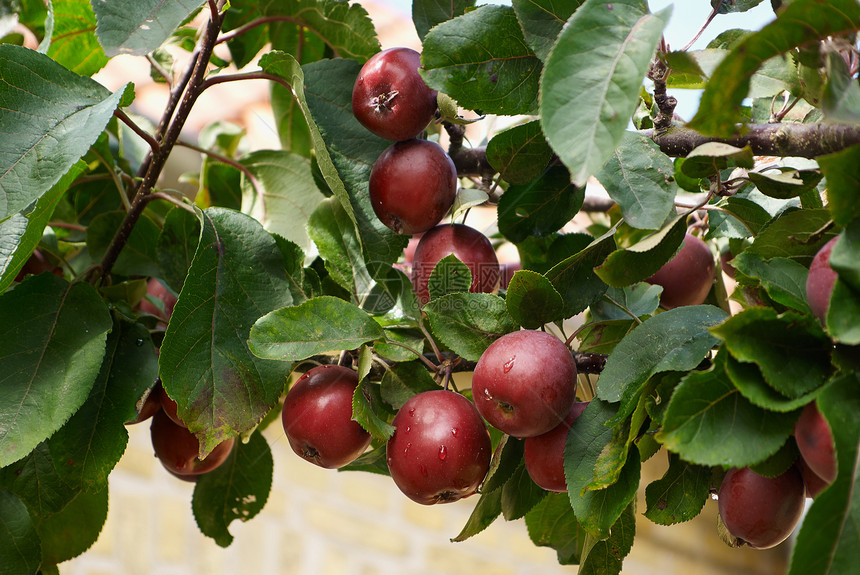 分支上的红苹果小吃季节生活方式植物果园花园叶子苹果树茶点营养图片