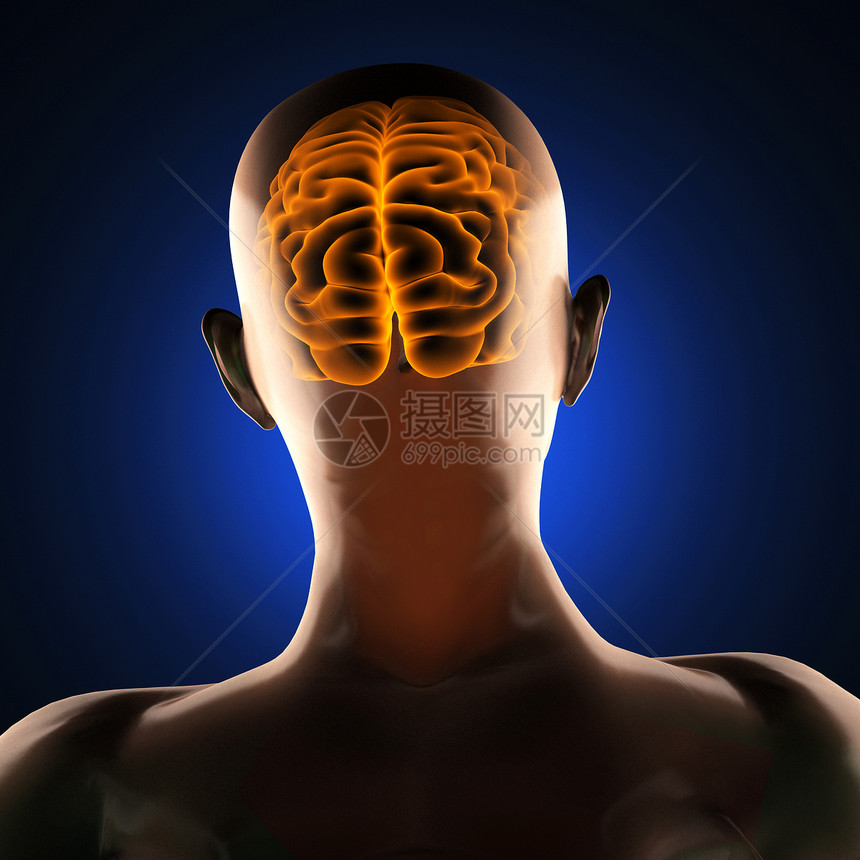 人类脑放射摄影扫描科学谐振身体骨骼男人断层插图诊断生物学扫描器图片