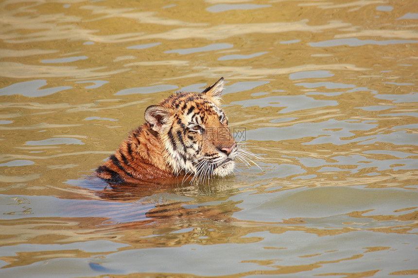老虎池塘动物野生动物动物群橙子野猫危险毛皮条纹哺乳动物图片