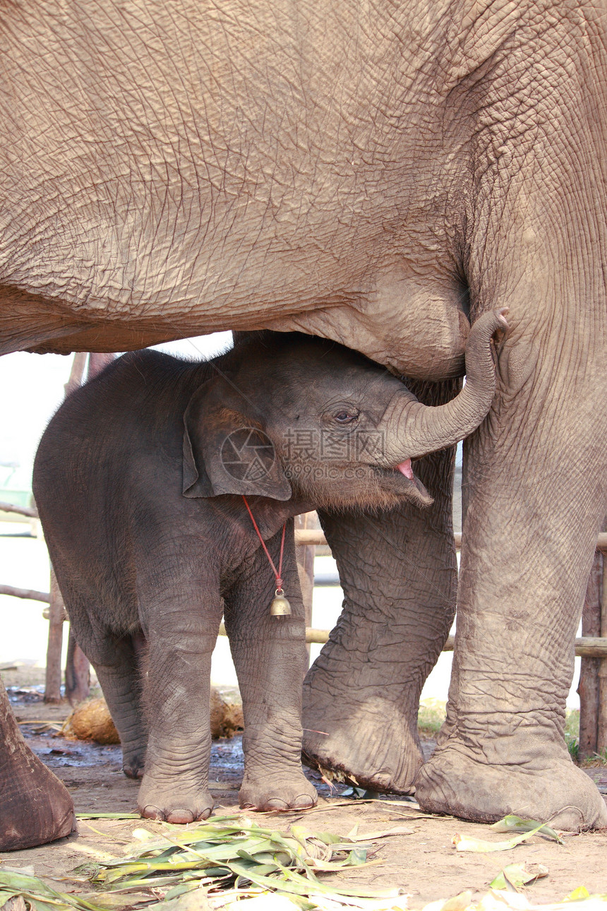 年轻大象吸牛奶力量皮肤荒野野生动物哺乳动物婴儿母亲家庭动物动物园图片