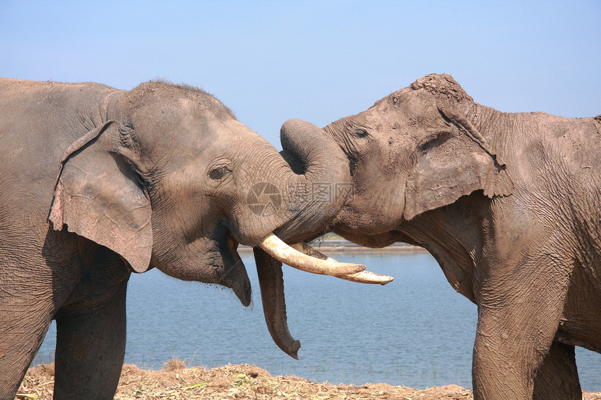 两头大象夫妻天空蓝色野生动物阳光玩弄孩子身体动物尾巴图片