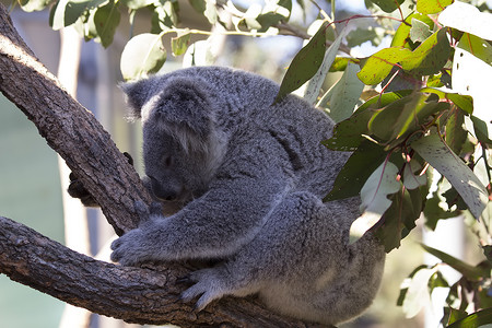考拉保护区睡着的Koala哺乳动物压痛考拉自然保护区野生动物背景