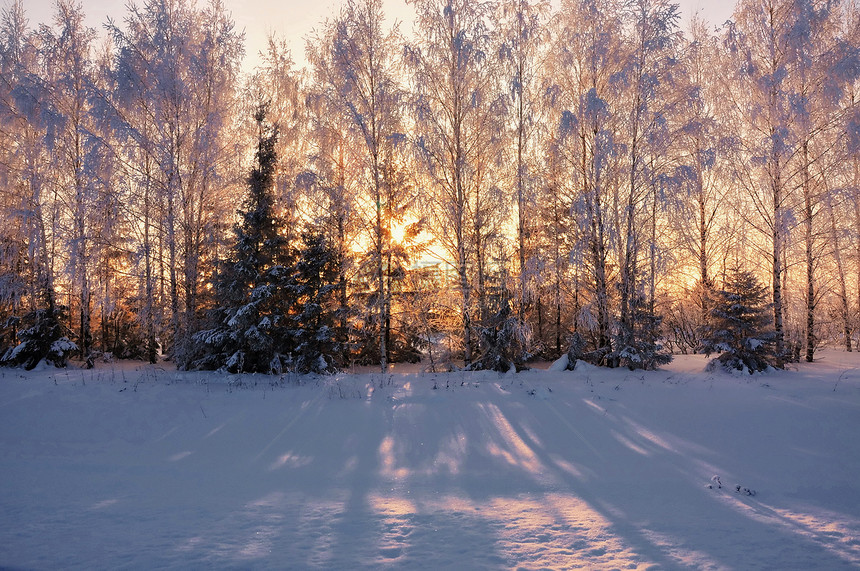 阳光照耀的白雪覆盖着树木图片