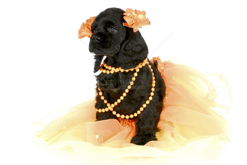 可爱的雌小狗女孩衣服生长橙子黑色女性宠物戏服珠子猎犬图片