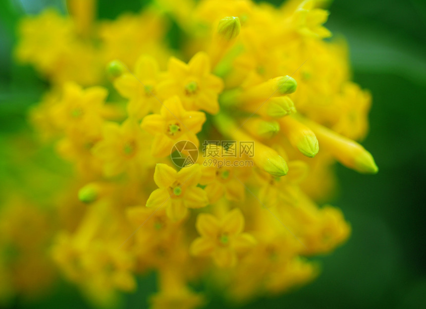 黄黄野向花瓣花园野花植物群图片