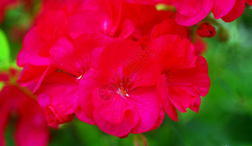 粉红花花植物群花园背景图片