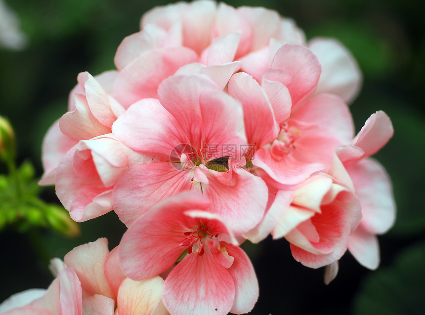 粉红白花白色花园图片