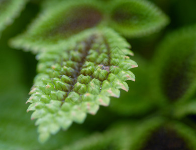 绿色植物休假锯齿状园艺树叶植物背景图片