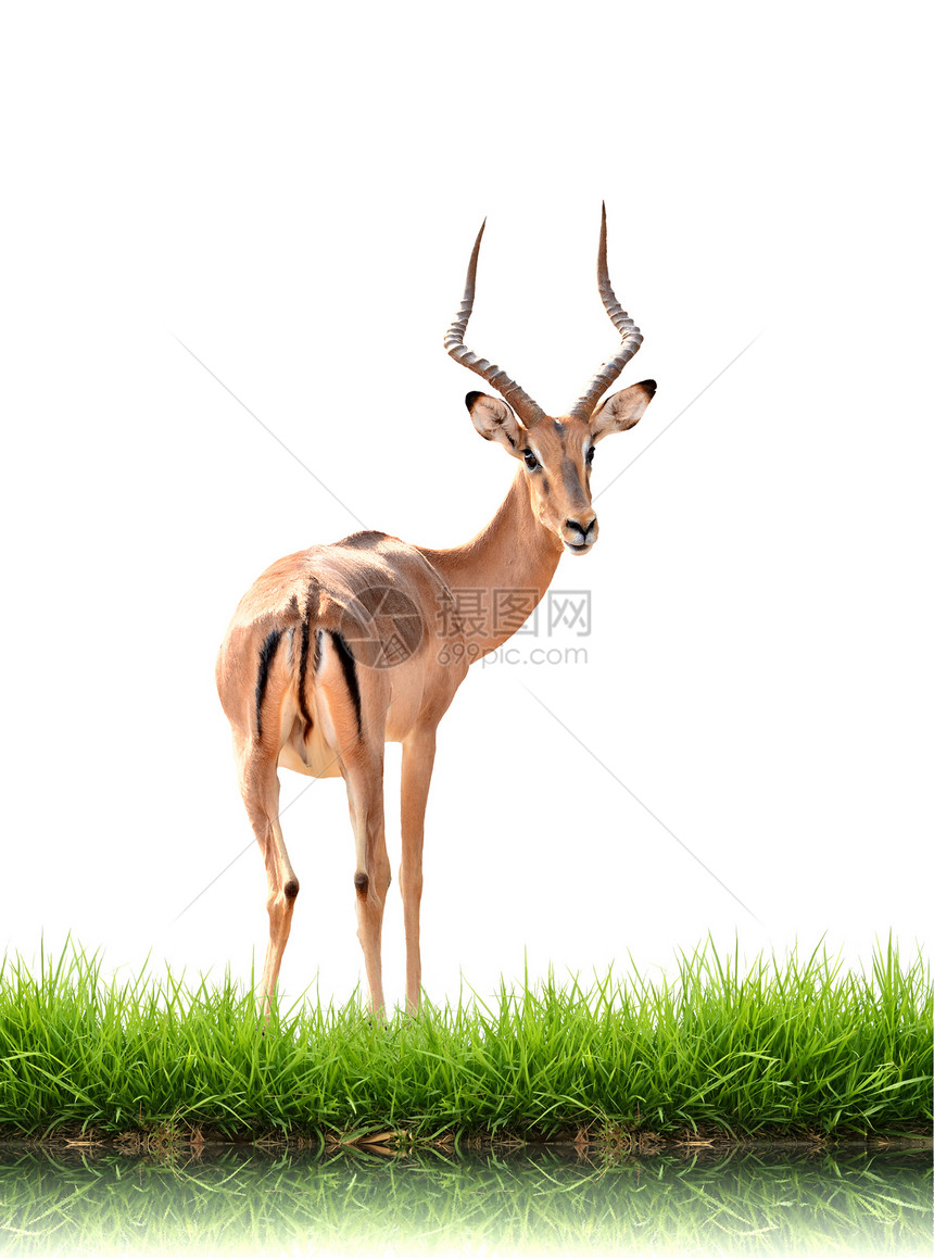 与绿草隔离的伊卜拉草地女性羚羊野生动物白色哺乳动物荒野动物群绿色动物图片