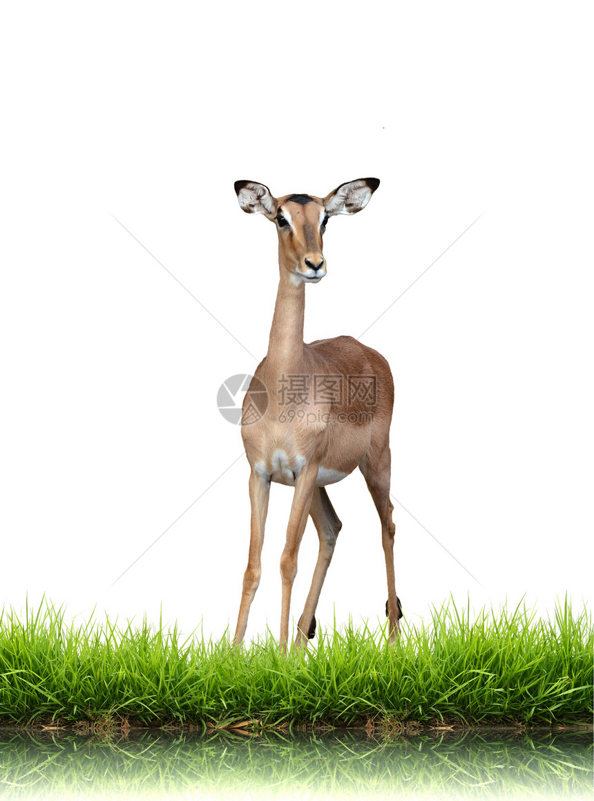 与绿草隔离的伊卜拉动物哺乳动物荒野女性野生动物动物群草地绿色羚羊白色图片
