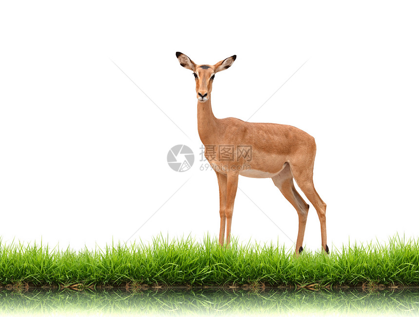 与绿草隔离的伊卜拉草地野生动物荒野女性羚羊动物群白色动物绿色哺乳动物图片