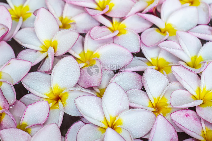 弗朗吉帕尼花朵植物香水植物群异国热带粉色花瓣情调温泉鸡蛋花图片
