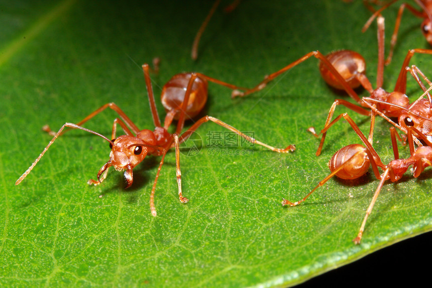 蚂蚁群团队动物防御绿色叶子工作宏观红色水平橙子图片