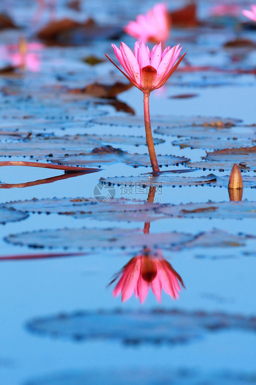 水百合风景植物水池荒野池塘蓝色反射花园粉色荷花图片