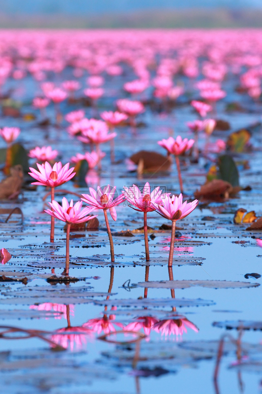 水百合蓝色风景池塘荒野荷花反射植物水池团体粉色图片