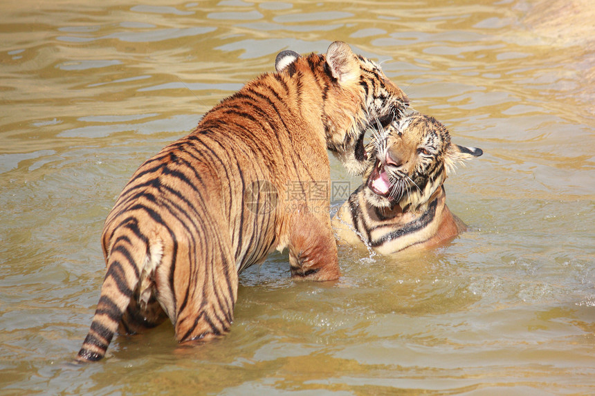 老虎危险动物园条纹骚扰舌头水池橙子池塘野生动物野猫图片