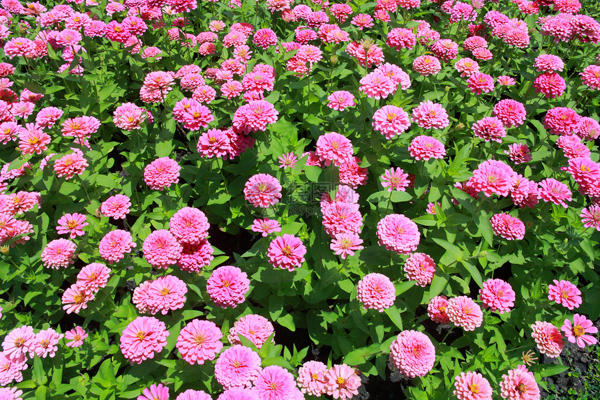 花朵多彩园艺叶子公园植物群草地美化花瓣植物墙纸环境图片