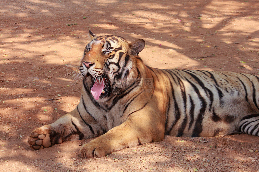 老虎哺乳动物唤醒野猫毛皮动物园荒野说谎条纹舌头地面图片