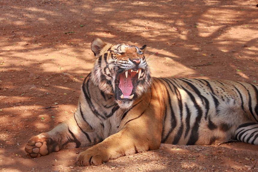 老虎橙子丛林动物土地动物园毛皮条纹野猫捕食者舌头图片