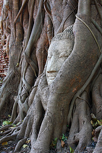 佛头长在班扬树根上石头宗教旅游雕塑寺庙沉思文化废墟雕像地标背景图片