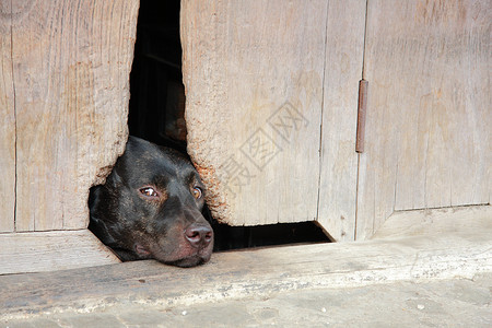 狗睡觉犬类休息街道宠物安全唤醒空腔框架小狗露台背景图片