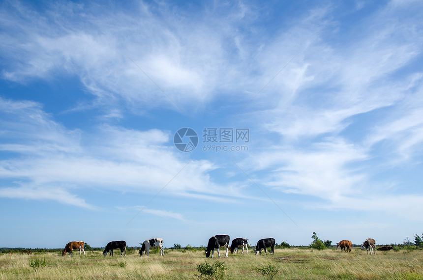平原草原上的牛群图片