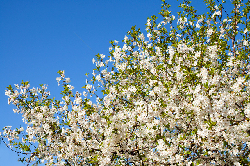 有白樱桃花和蓝天空背景的白树枝图片
