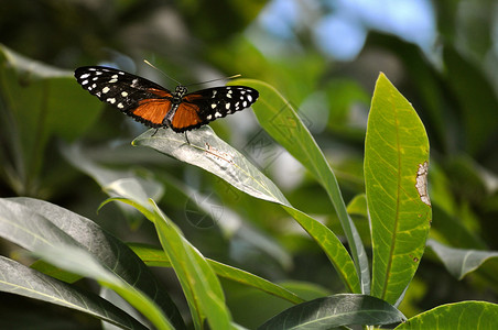 叶叶5上的蝴蝶动物群昆虫翅膀背景图片