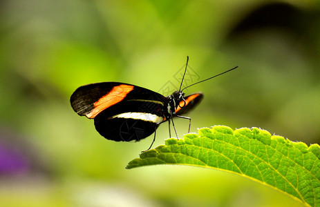 叶上的蝴蝶动物群昆虫翅膀背景图片