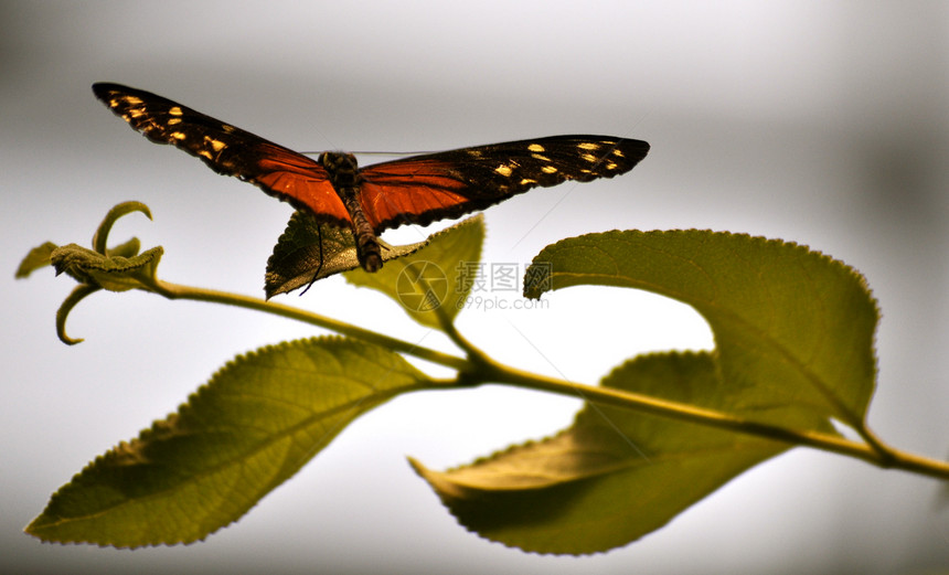 叶上的蝴蝶昆虫动物群翅膀图片