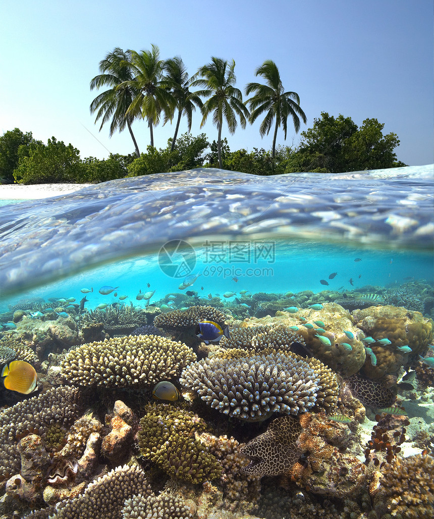 热带珊瑚礁     马尔代夫图片