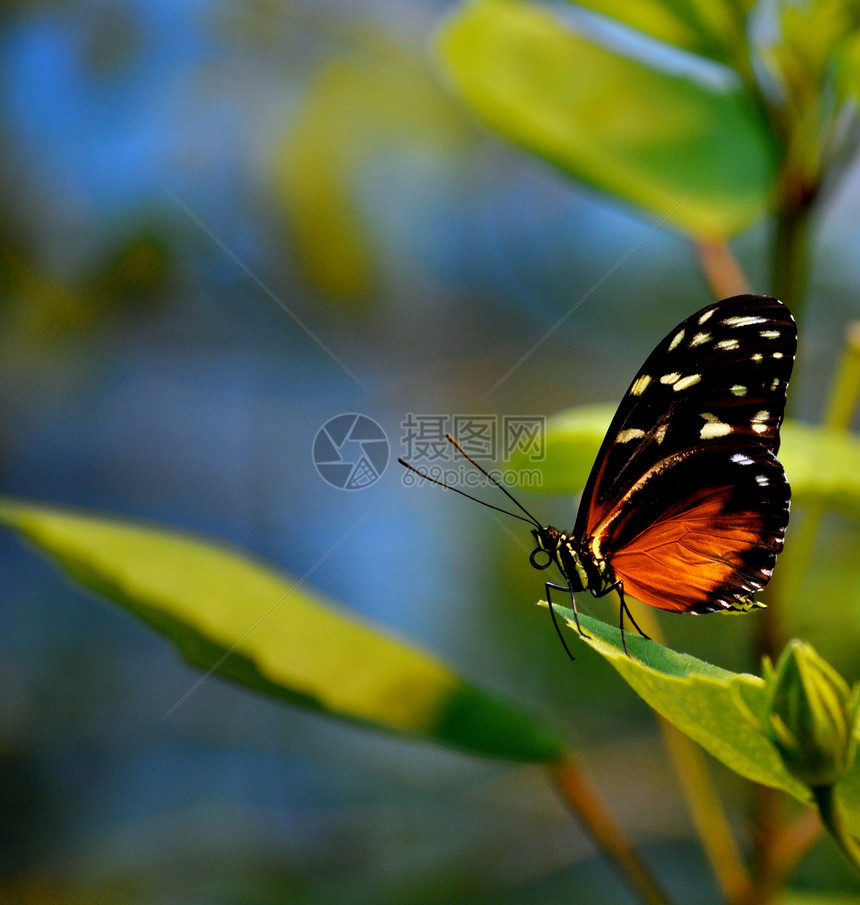 叶上的蝴蝶动物群翅膀昆虫图片