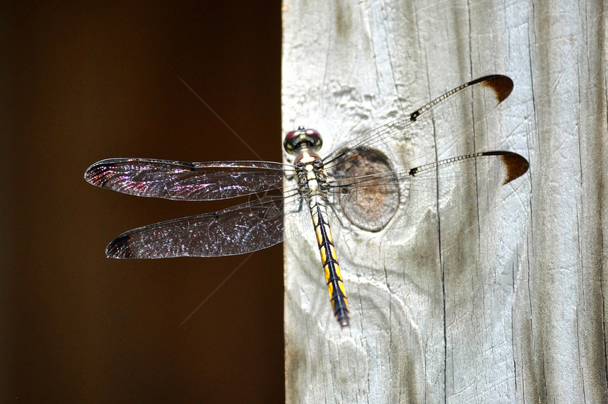 龙飞翅膀昆虫苍蝇飞行蜻蜓图片