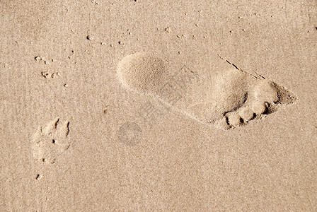 脚印骨科踪迹跑步赤脚爪子大杂烩轨道沙滩掌印背景图片