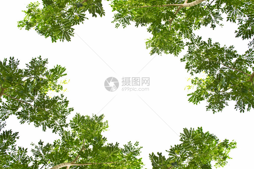 白背景上的叶子植物太阳框架绿色生长植物学植物群森林花园白色图片