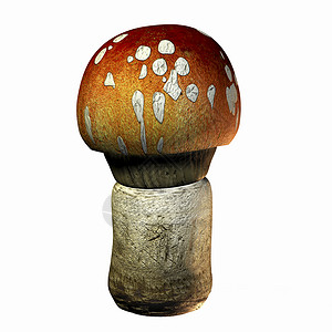 蘑菇植物插图渲染生物小屋背景图片
