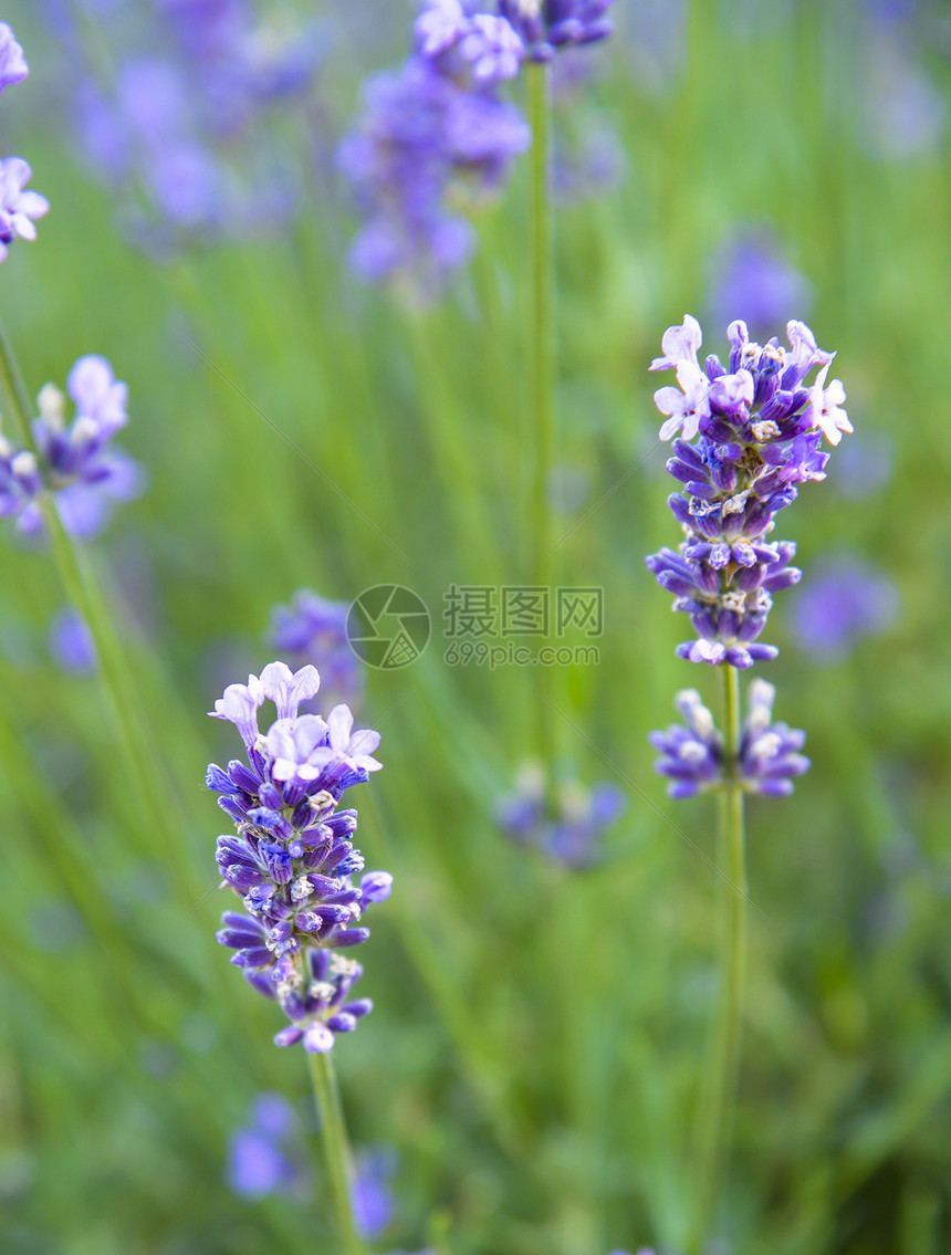 蓝菜花花朵香味农村场地风景植物蓝色芳香农田收成图片