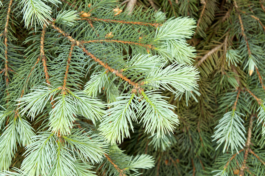 松树绿枝植物枞树小枝季节花园森林木头植物群衬套公园图片