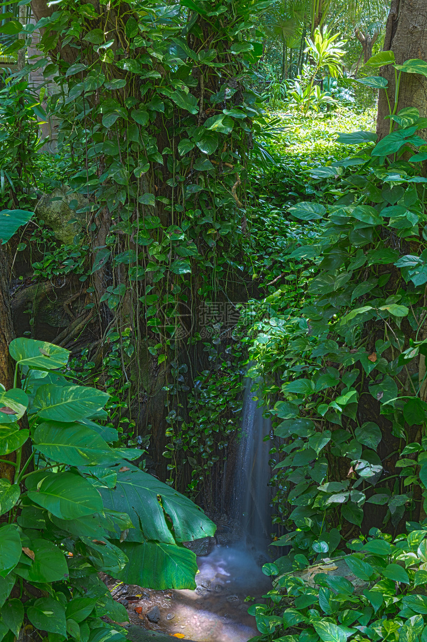 雨林中的清静瀑布图片