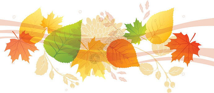 秋季背景叶子季节树叶植物学植物横幅橙子收藏卡片框架背景图片