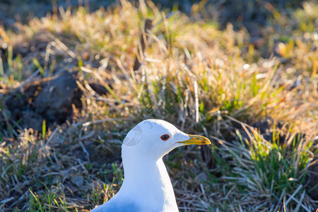 普通海鸥鸟动物荒野公园草地野生动物白色绿色羽毛背景图片