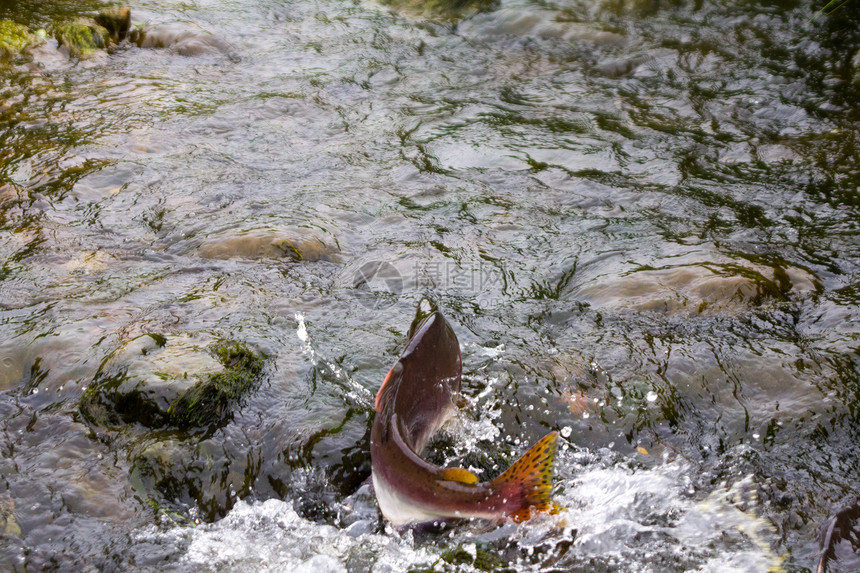 座山鲑野生动物生物学动物金鱼季节跑步岛屿活力移民游泳图片