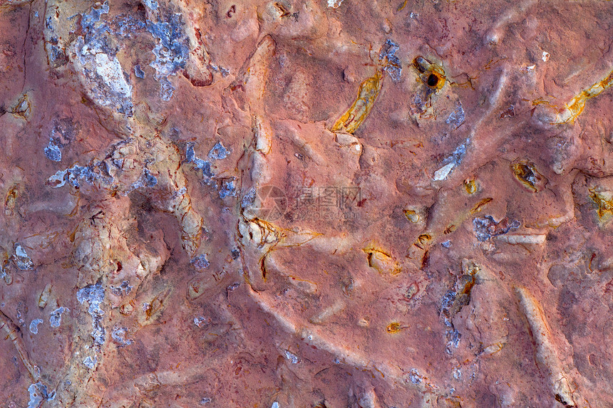 无脊椎化石死亡宏观地质学灭绝矿物古生物学挖掘新生代动物学石头图片