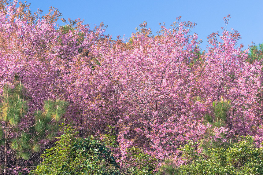 樱花花朵人行道民众绿化场景草地花瓣花园季节紫色图片